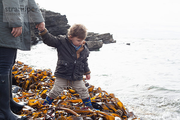 Vater und Sohn spielen in Kelp am Strand