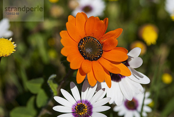 Nahaufnahme einer leuchtend orangefarbenen Blume