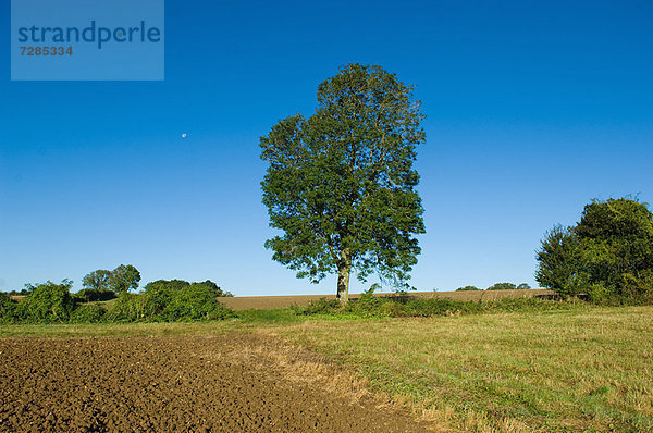 Der Baum wächst im grasbewachsenen  ländlichen Feld
