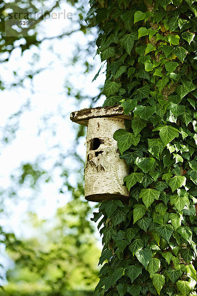 Vogelhaus auf Efeubaum im Hinterhof