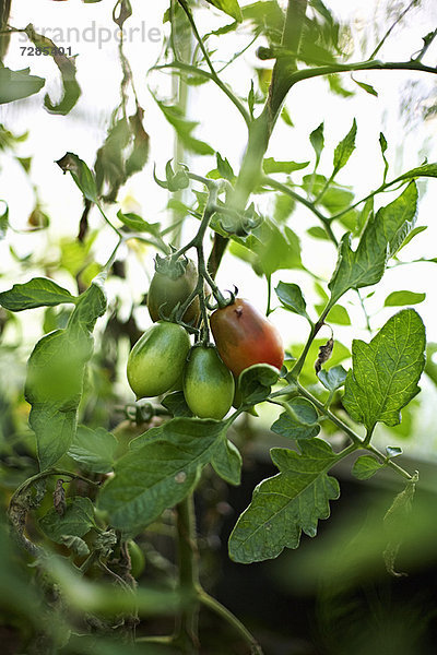 Tomaten  die im Freien auf Reben wachsen