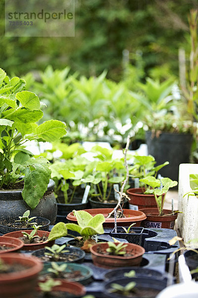 Topfpflanzen auf dem Tisch im Garten