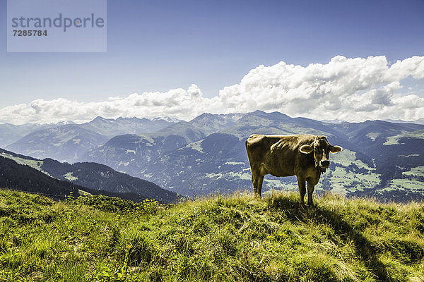 Weidende Kuh auf grasbewachsenen Hügeln