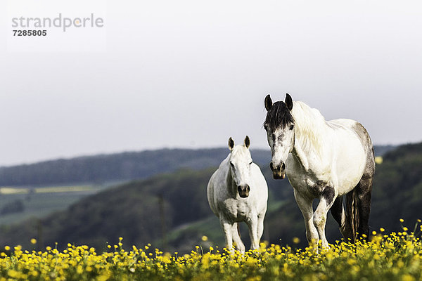 Weiße Pferde  die im Blumenfeld spazieren gehen
