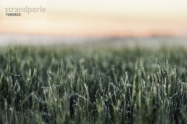 Frost auf hohem Gras im Feld