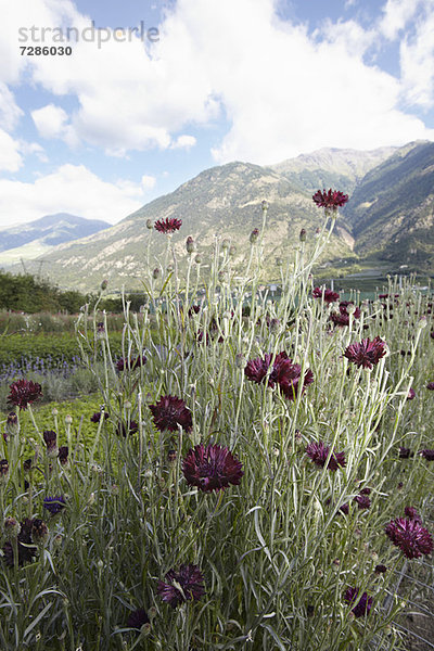 Blumenfeld in ländlicher Landschaft