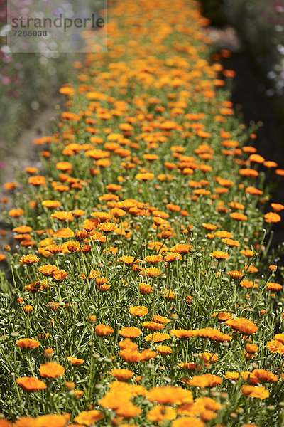 Reihe von Orangenblüten im Feld