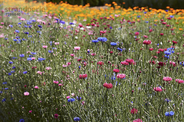 Reihe bunter Blumen im Feld