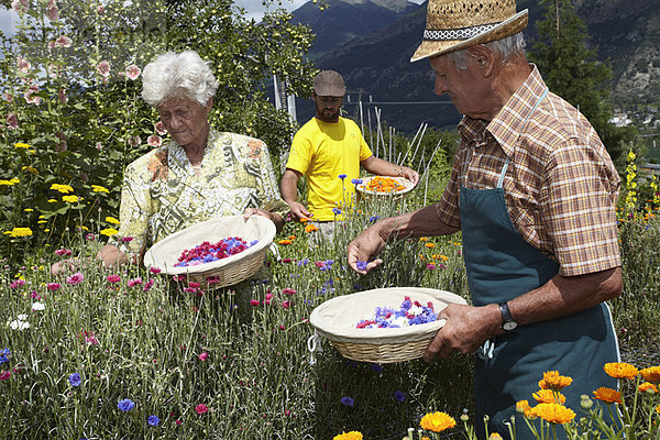 Ältere Menschen pflücken Blumen auf dem Feld
