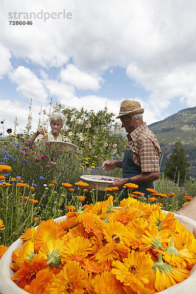Ältere Menschen pflücken Blumen auf dem Feld