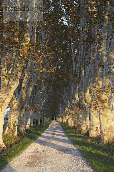 Platanenallee im Herbst  Saint-Rémy-de-Provence  Frankreich