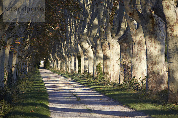 Platanenallee im Herbst  Saint-Rémy-de-Provence  Frankreich