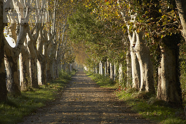 Platanenallee im Herbst  Saint-Rémy-de-Provence  Frankreich