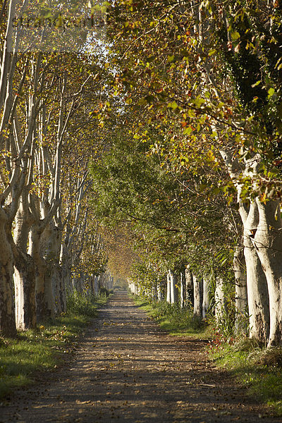 Platanenallee im Herbst  Saint-Rémy-de-Provence  Frankreich