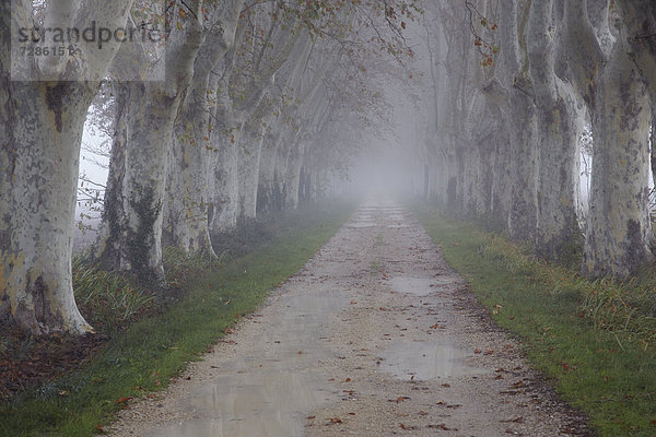 Platanenallee im herbstlichen Nebel  Saint-Rémy-de-Provence  Frankreich