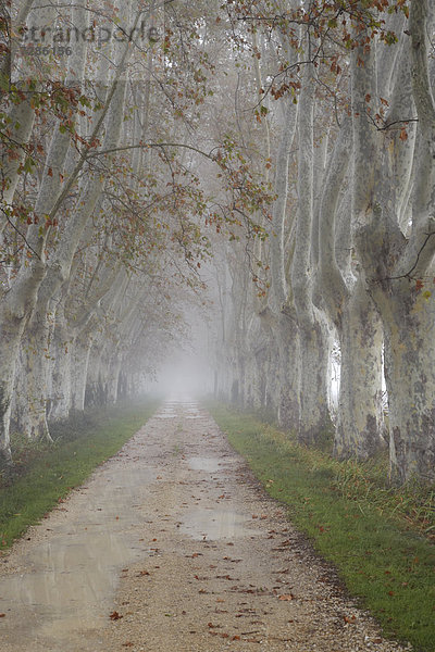 Platanenallee im herbstlichen Nebel  Saint-Rémy-de-Provence  Frankreich