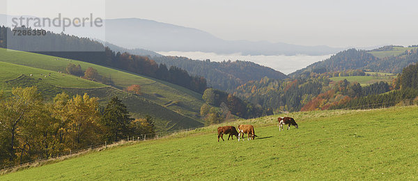 Kühe auf einer Weide im Dreisamtal bei St. Märgen  Schwarzwald  Deutschland