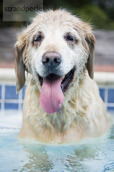 sitzend Hund Schwimmbad