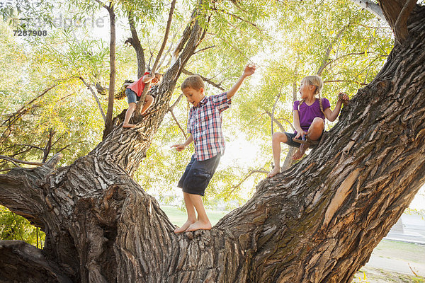 Three kids (4-5  6-7) playing in huge tree