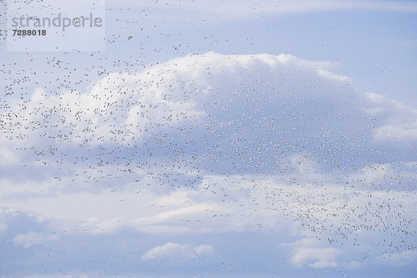 fliegen  fliegt  fliegend  Flug  Flüge  Gans  Vogelschwarm  Vogelschar