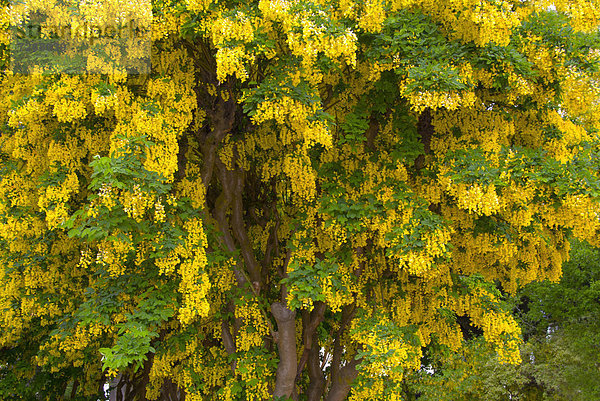 Blume  Baum  gelb