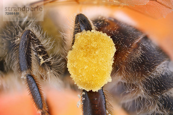 Pollenpaket am Bein einer Honigbiene (Apis mellifera)  Makroaufnahme