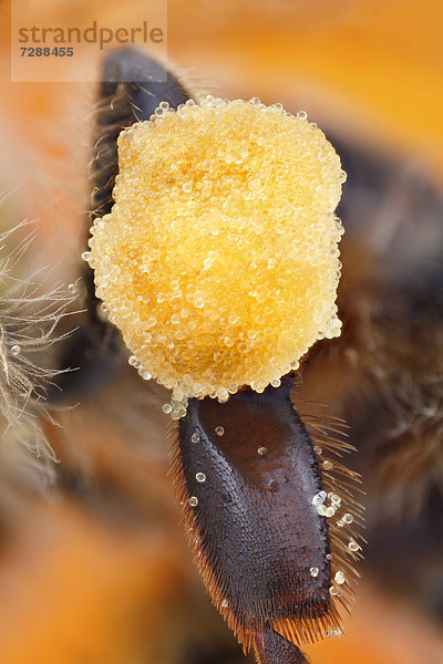 Pollenpaket am Bein einer Honigbiene (Apis mellifera)  Makroaufnahme