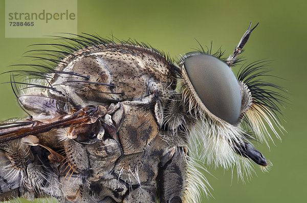 Kopf einer Gemeinen Raubfliege (Tolmerus atricapillus)  Makroaufnahme