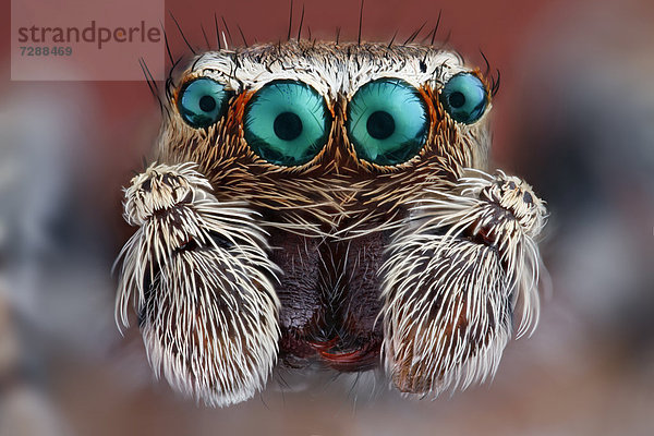 Kopf einer Springspinne (Salticidae)  Makroaufnahme