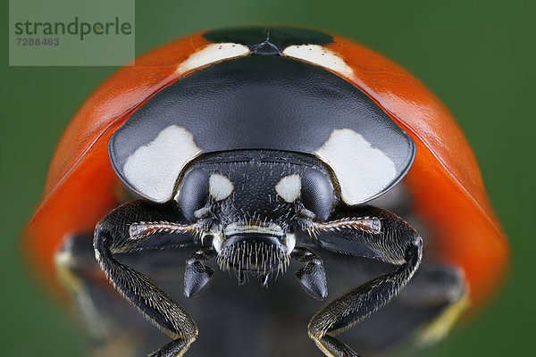 Kopf eines Siebenpunkt-Marienkäfers (Coccinella septempunctata)  Makroaufnahme