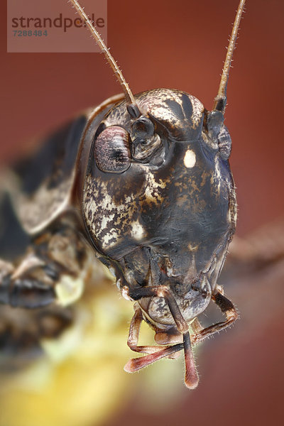 Kopf einer Gemeinen Strauchschrecke (Pholidoptera griseoaptera)  Makroaufnahme