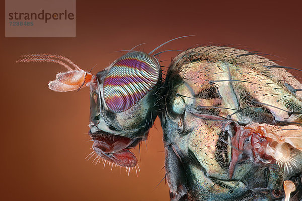Kopf einer Polierfliege (Lauxaniidae)  Makroaufnahme
