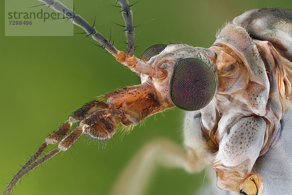 Kopf einer Wiesenschnake (Tipula paludosa)  Makroaufnahme