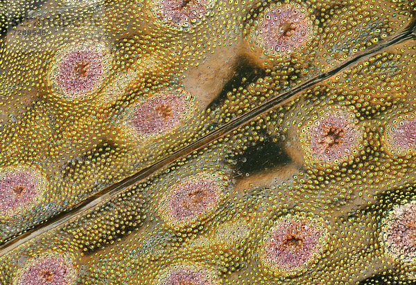 Deckflügel eines Raschkäfers (Elaphrus)  Makroaufnahme