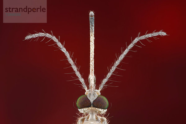 Stechmücke (Culex pipiens) mit ausgestrecktem Stechrüssel  Makroaufnahme