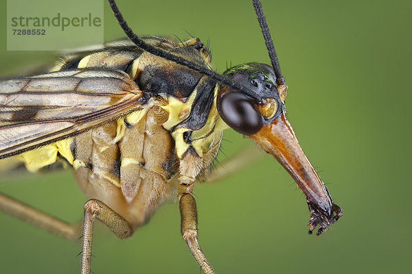 Kopf einer männlichen Skorpionsfliege (Panorpa communis)  Makroaufnahme