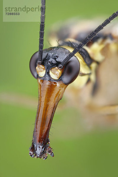 Kopf einer männlichen Skorpionsfliege (Panorpa communis)  Makroaufnahme