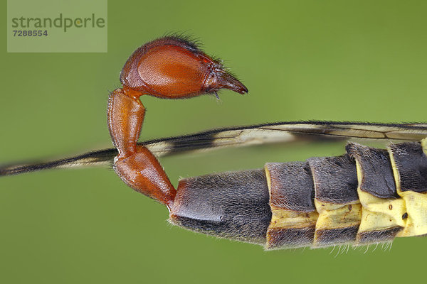 Geschlechtsorgan einer männlichen Skorpionsfliege (Panorpa communis)  Makroaufnahme