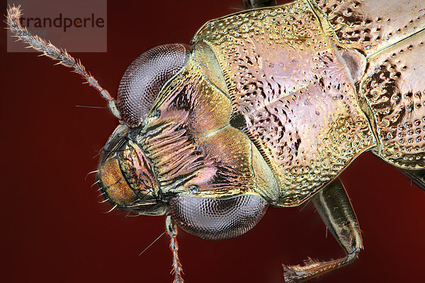 Kopf eines Eilkäfers (Notiophilus)  Makroaufnahme