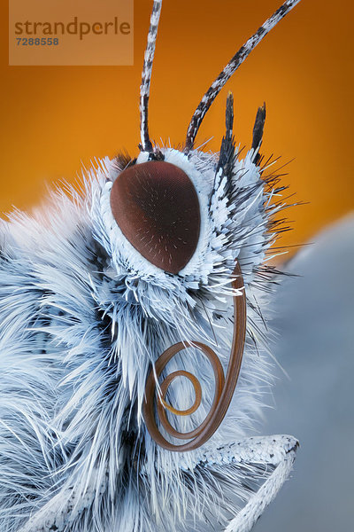 Gemeiner Bläuling (Polyommatus icarus) mit Saugrüssel  Makroaufnahme