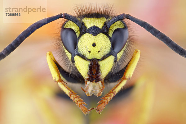 Kopf einer Deutschen Wespe (vespula germanica)  Makroaufnahme