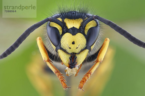 Kopf einer Deutschen Wespe (vespula germanica)  Makroaufnahme
