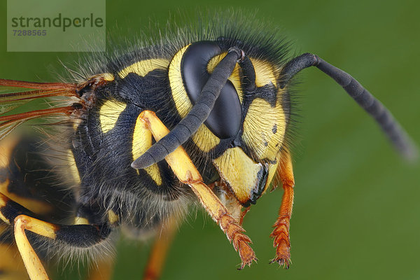 Kopf und Thorax einer Deutschen Wespe (vespula germanica)  Makroaufnahme