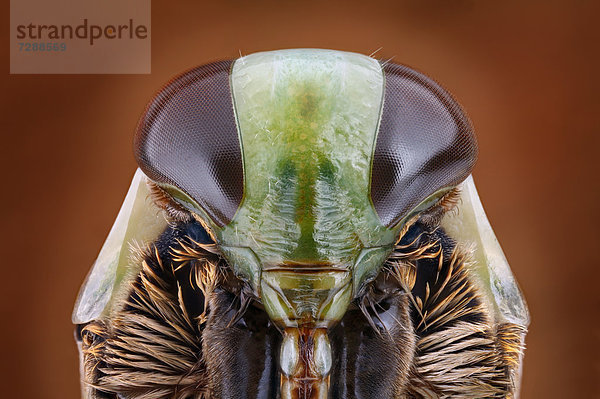 Kopf eines Rückenschwimmers (Notonectidae)  Makroaufnahme