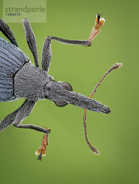 Kopf eines Rüsselkäfers Oxystoma ochropus  Makroaufnahme