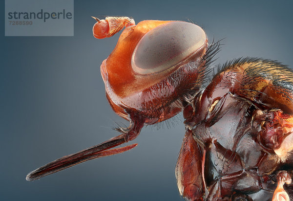 Blasenkopffliege (Conopidae)  Makroaufnahme