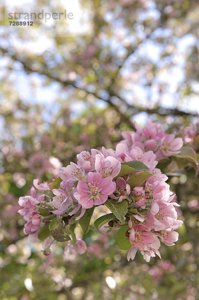 Baumblüte im Frühling  Schweden  Europa
