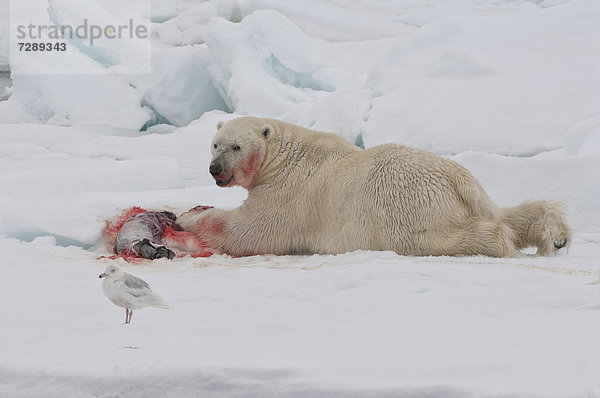 Eis- oder Polarbär (Ursus maritimus)  Männchen mit Robbe  Beutetier  Svalbard-Archipel  Spitzbergen  Barentssee  Norwegen  Arktis