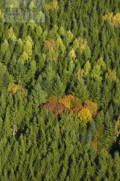 Herbstlicher Tannenwald  Luftbild