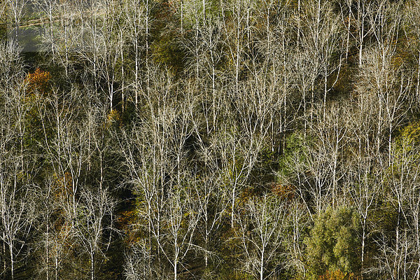 Herbstlicher Wald mit kahlen Bäumen  Luftbild